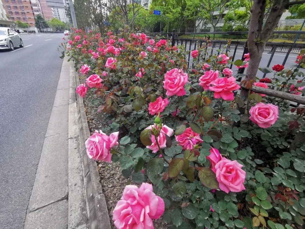 图说黄浦|月季花满暮春时