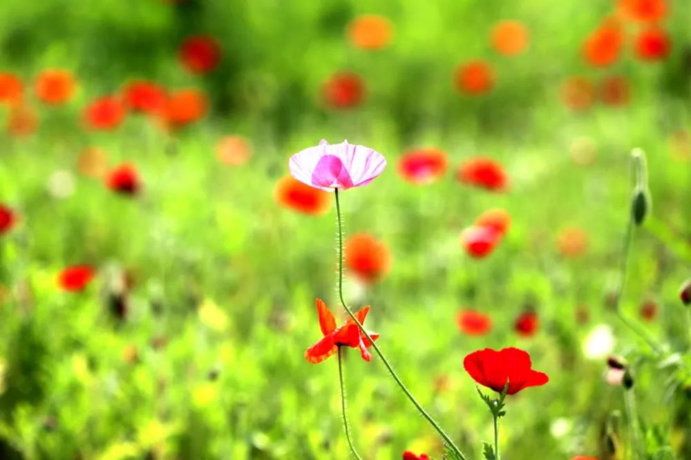 【原创】五一美炸了——实拍枫林花海100亩"虞美人"大片