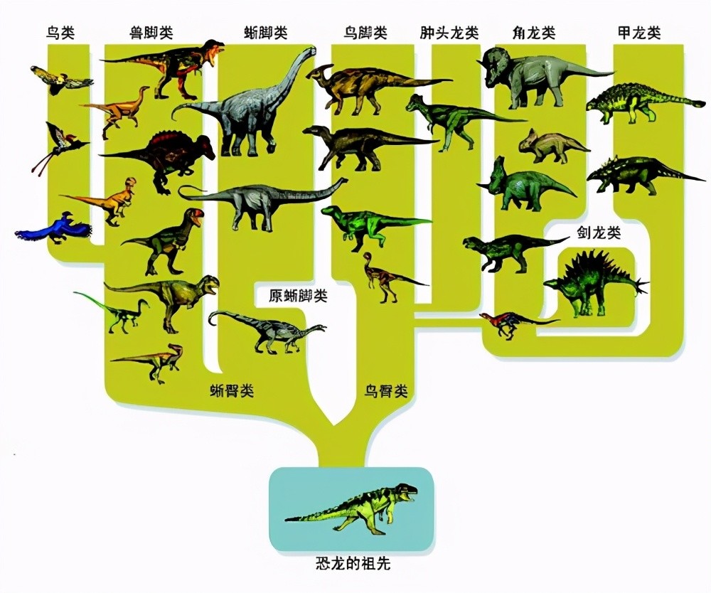 2亿年前至中生代,恐龙统治地球 恐龙是统治地球最长久的生物,时间跨度
