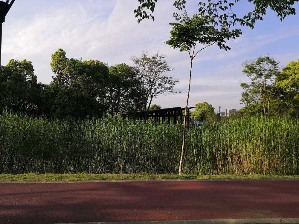 清新的苏州市新区公园