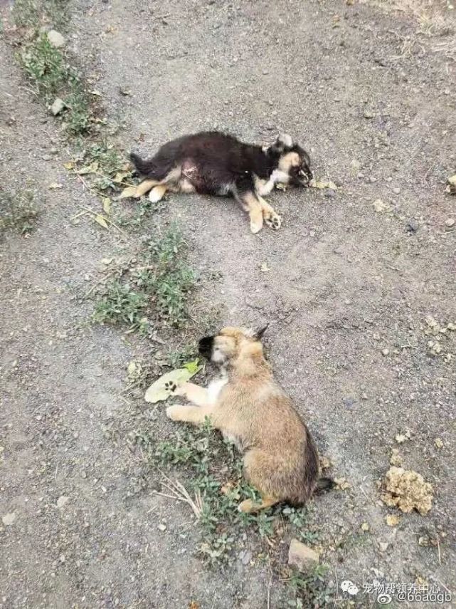 官方犬留所,任由狗吃狗