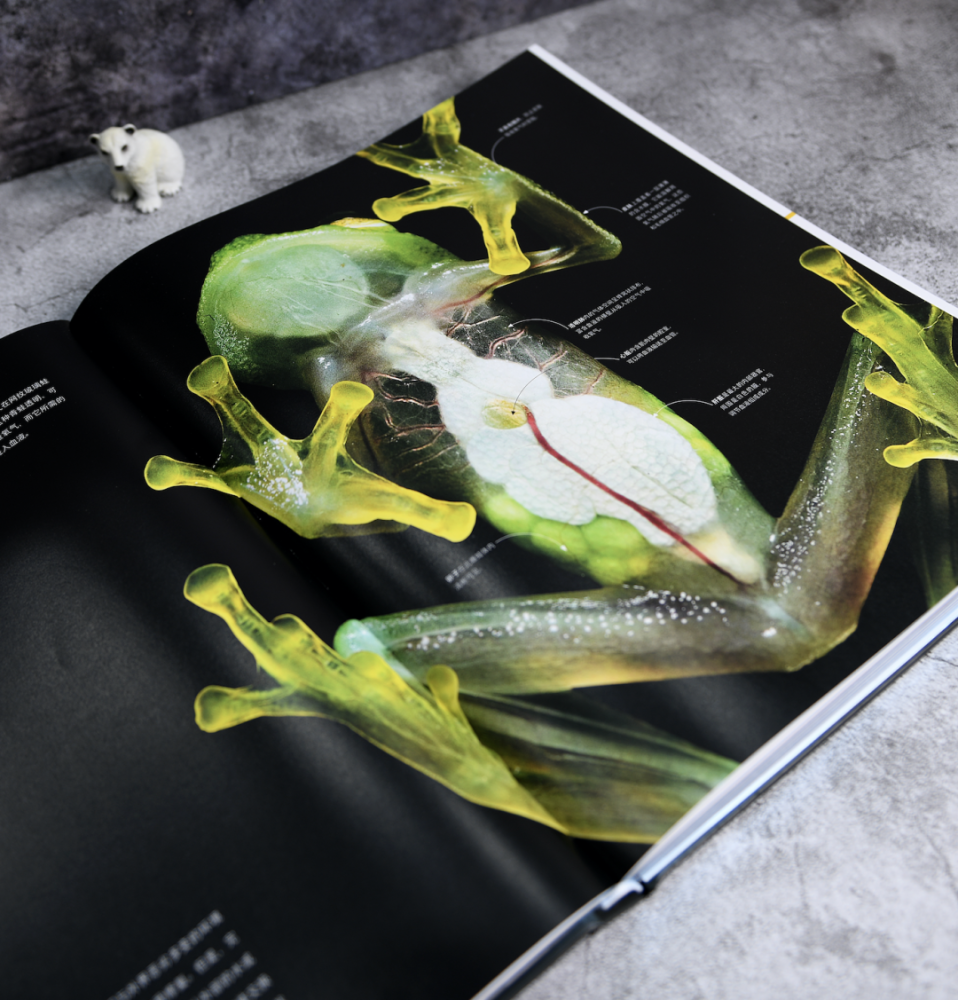果壳商店实拍 清晰拍下了透明青蛙的身体细节,高质量的印刷页面,让我