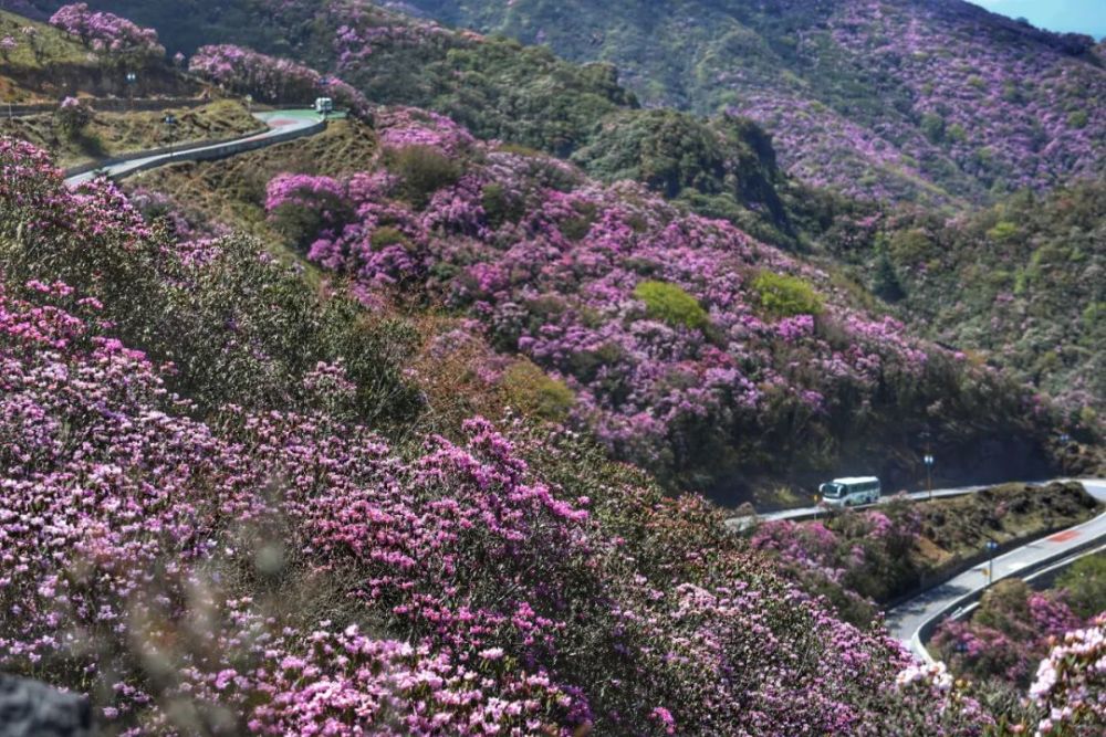 看雪又赏花,五一节来轿子雪山就对了!