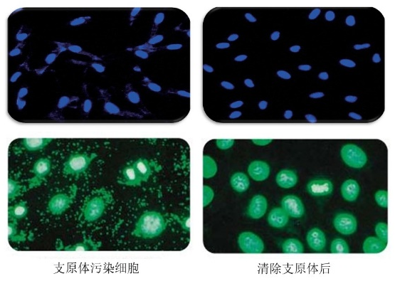 mcf-7(100x) 细胞,右侧为支原体清除后的 mcf-7 细胞,倒置显微镜下可