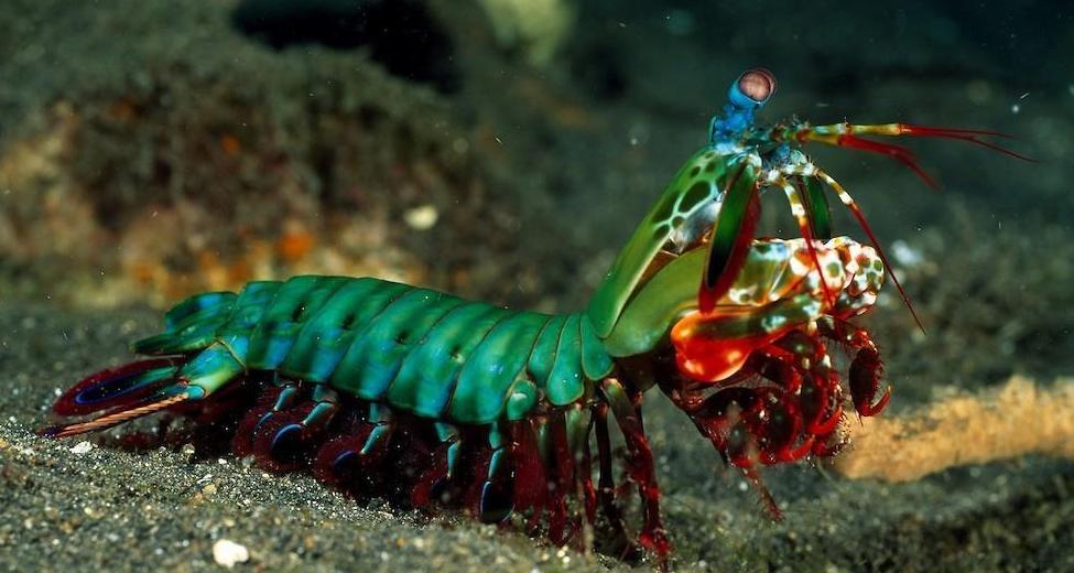 漂亮的雀尾螳螂虾
