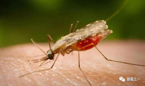 人死亡最多的5种生物,鲨鱼压根排不上名|昆虫|鲨鱼|蚊子|白蛉|福寿螺