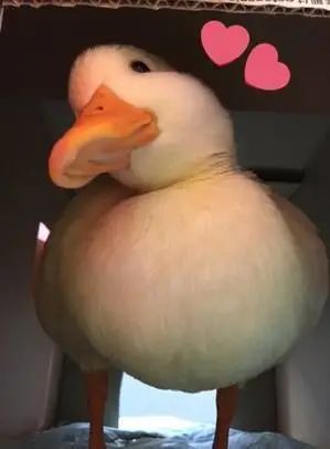 表情|可爱的鸭鸭表情包