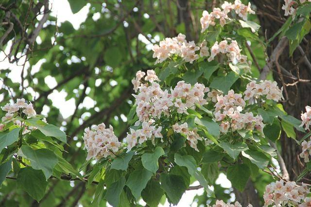 石家庄这条林荫路楸树花开正美