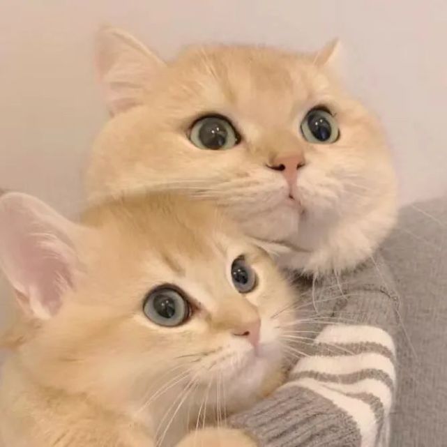 头像君可爱的猫咪情侣头像