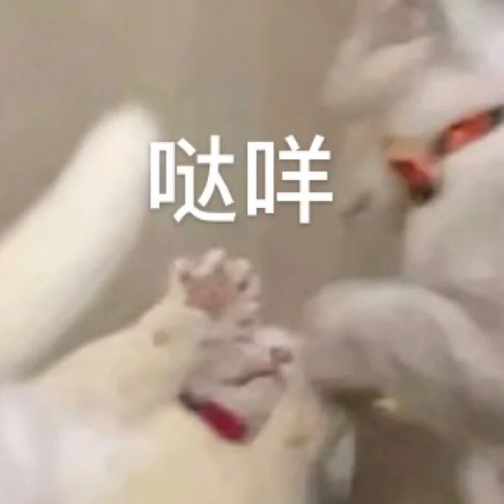 达咩!委屈猫猫在线卑微