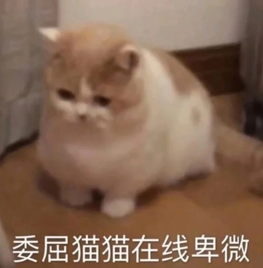 达咩!委屈猫猫在线卑微