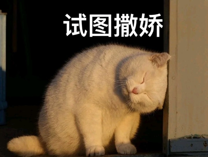 达咩!委屈猫猫在线卑微