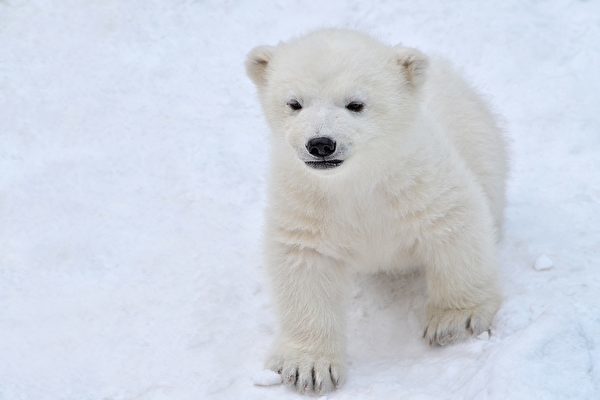 俄罗斯布尔什维克岛的一只北极熊幼崽跟人长期相处,已经像小狗一样乖.