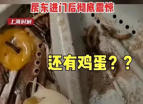 遍布着胡椒粉一样的灰尘 竟然还有碎掉的鸡蛋 上面爬满了蛆虫 注意!
