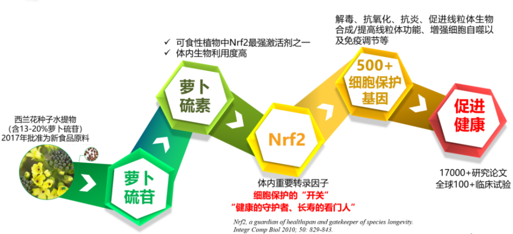 盘点中国开展的12项萝卜硫苷/素临床试验丨萝卜硫素研究院