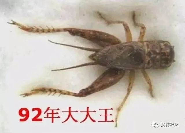 蟋蟀研究会理事潘志链手中出现三只横扫上海及其周边地区的大王蟋蟀