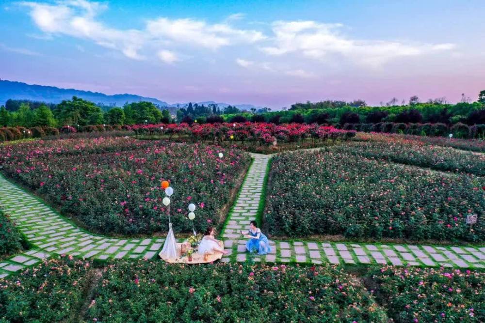 这里鲜花盛开,争奇斗艳.附近青山绿水,清新宜人.铜梁·玫瑰岛