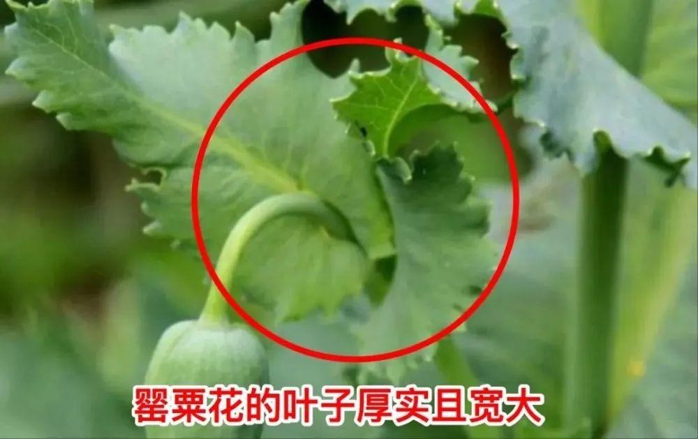 罂粟,种植一棵也违法