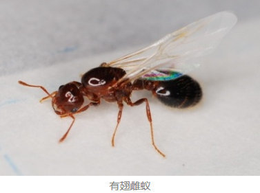 红火蚁已扩散至广东21地市,专家提醒杀死蚁后是防治关键