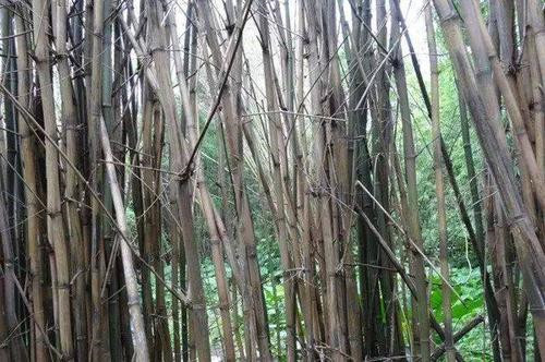 竹子开花真