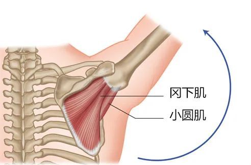 肩关节复合体的运动:肩肱节律