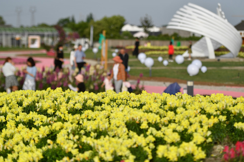 4月29日,游客在游览石淙花海.新华社记者 黄宗治 摄