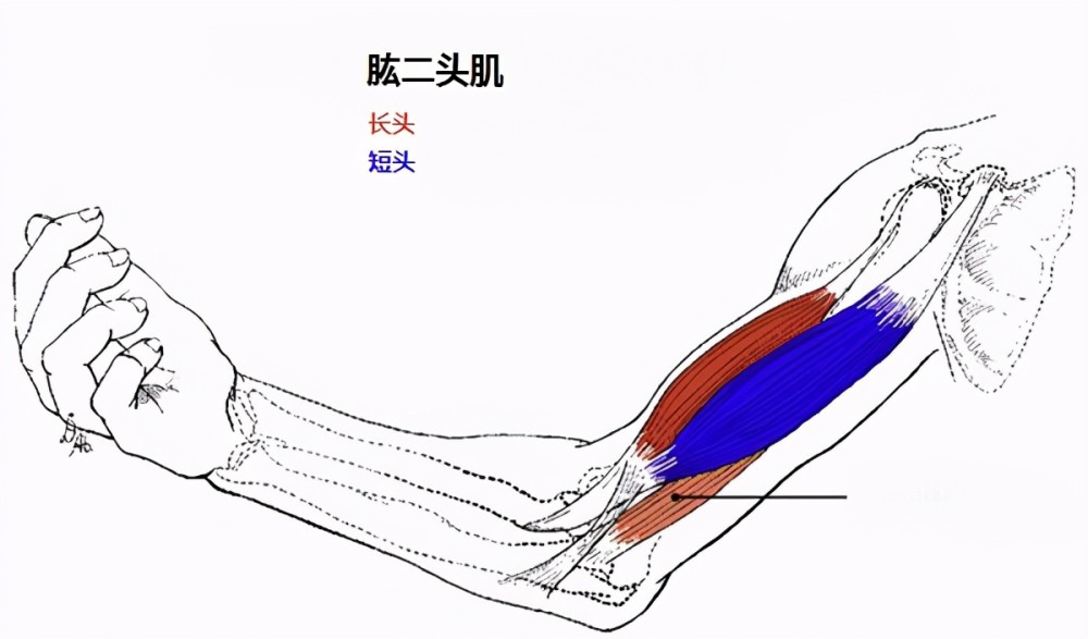 如何练出吸引异性眼球的粗壮臂膀从解剖角度锻炼肱二头肌靠谱