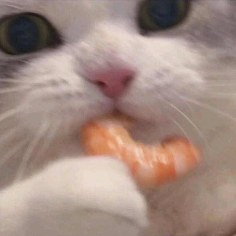 被你的可爱咬一口灵魂都失重狗狗猫表情包头像