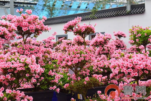 2021年4月,第三届中国(日照)杜鹃花节如约而至.