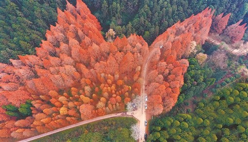 排牙山森林公园水杉林美景惹人醉.陈俊名 摄