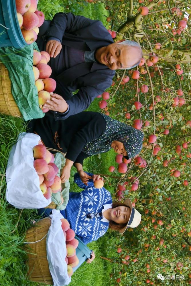 鲁甸苹果