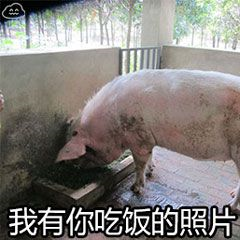 表情包猪猪沙雕系列