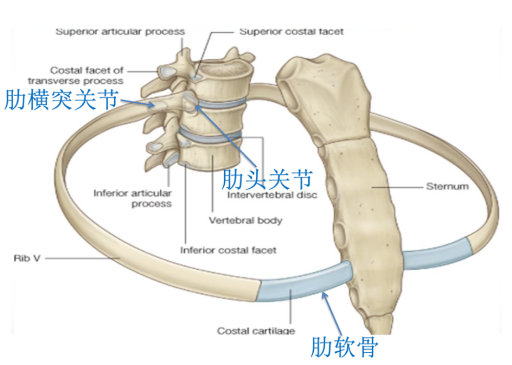 具体来说,固定或者限制一个肋骨活动范围的有三个点:肋头关节(肋骨与