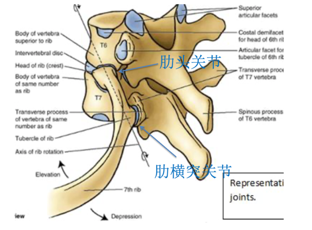 图31 示第6,7肋的肋头关节和肋横突关节构成
