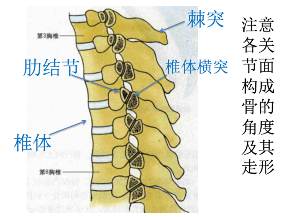 raus专栏|经腰手术体表标志03