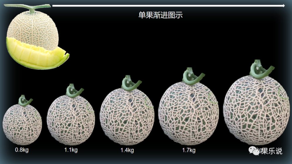 常见甜瓜类:网纹瓜