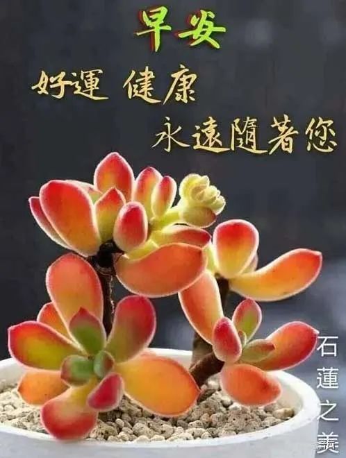 6张非常漂亮的鲜花早安图片带字唯美的早上好早安祝福语句图片