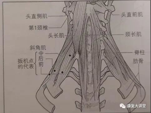 前斜角肌起于第3-6颈椎横突前结节,止于第1肋骨的上缘里面.