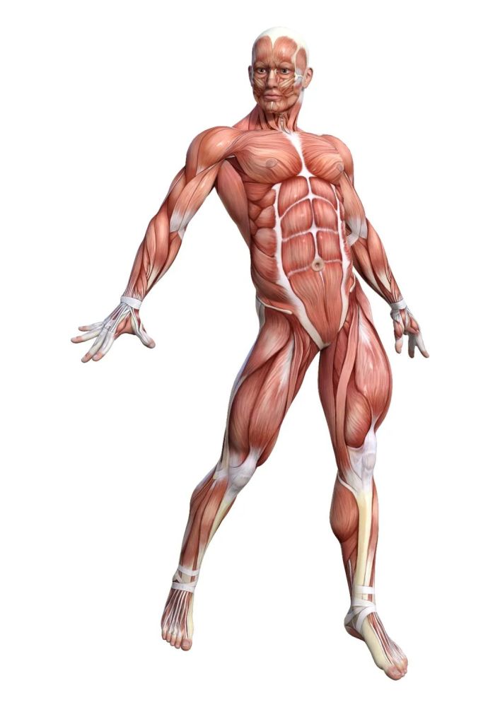 高清人体素材男性动作肌肉骨骼解刨图健美