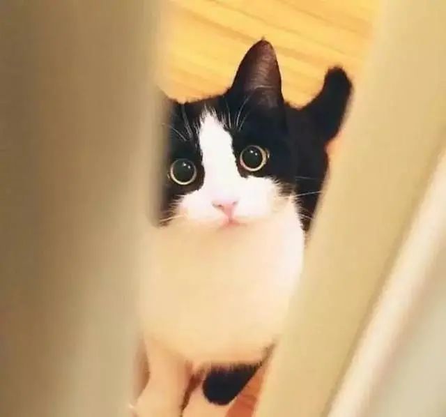猫品|奶牛猫,作为喵界颜值最不稳定的代表,普通铲屎官