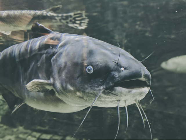 蓝鲶鱼斑点叉尾鲶(ictalurus punctatus)是北美最常见的鲶鱼.