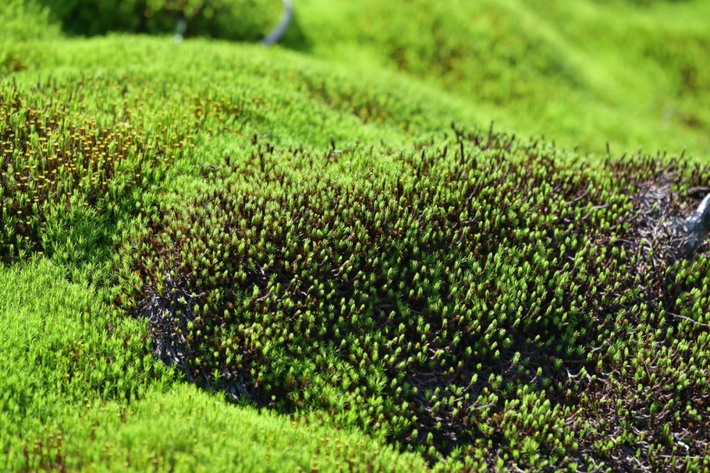 湖南蓝山:高山苔藓迎游客(组图)