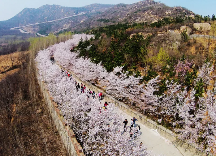 来邹平,打卡樱花山这个新旅游摄影基地