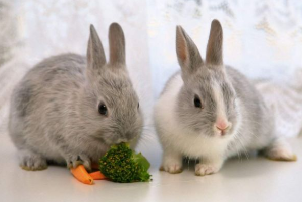 为什么做梦老是梦到兔子啊？揭秘梦境中的兔子象征与深层含义