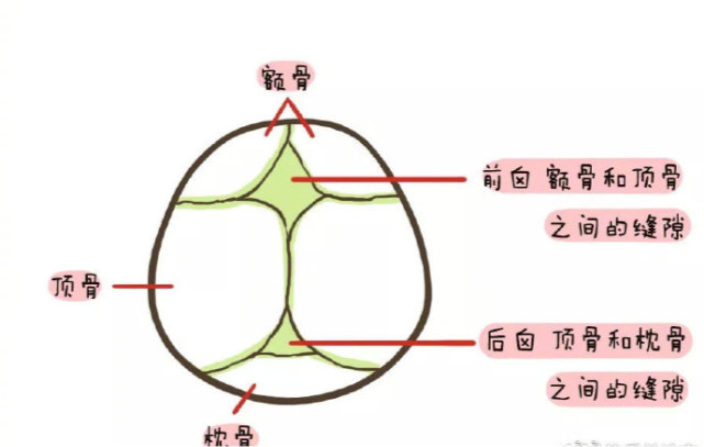 儿保|宝宝|前囟|囟门