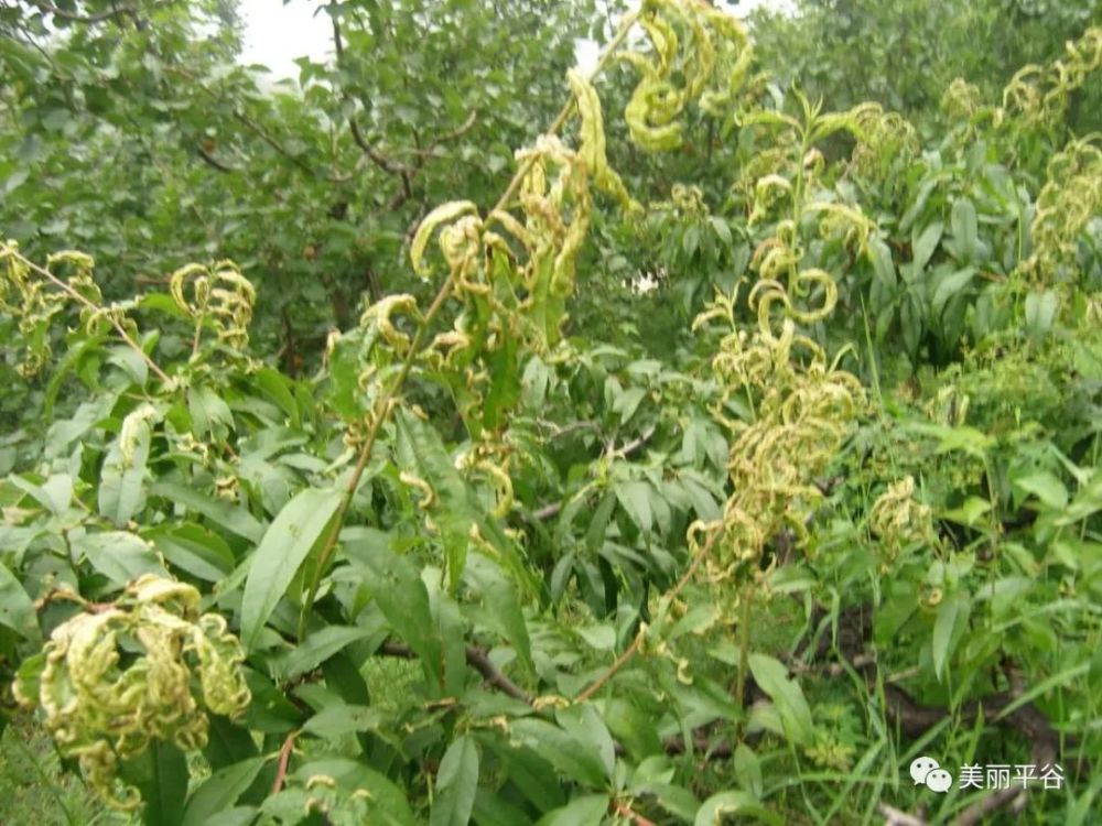 饮冰子 桃蚜虫的发生特点与防治 为害桃树的蚜虫主要有桃蚜和桃瘤蚜