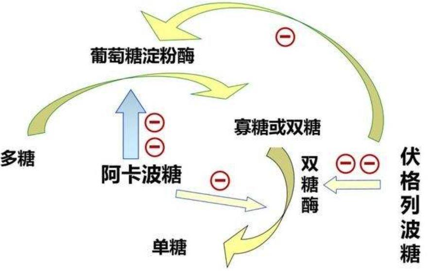 常用降糖药的优缺点及注意事项