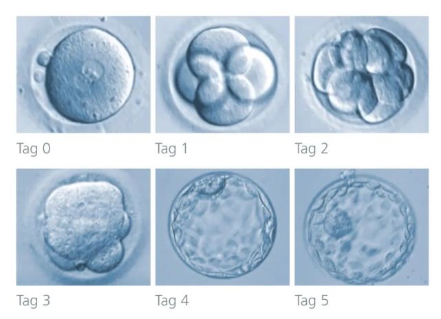90%以上的受精卵都可以发育到第三天的卵裂胚阶段,但其中只有约30-60%