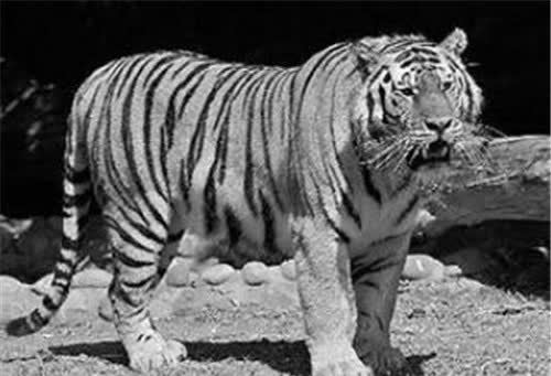 世界上最凶狠的老虎,共吃掉436人,被击毙后才发现它吃