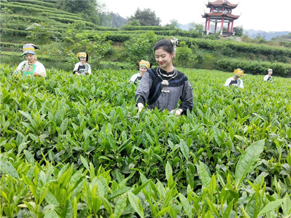 2021中华茶祖节暨第六届湘西黄金茶品茶节开幕